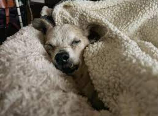 Cane anziano svegliato dal pisolino: la sua proprietaria deve controllare che sia ancora vivo