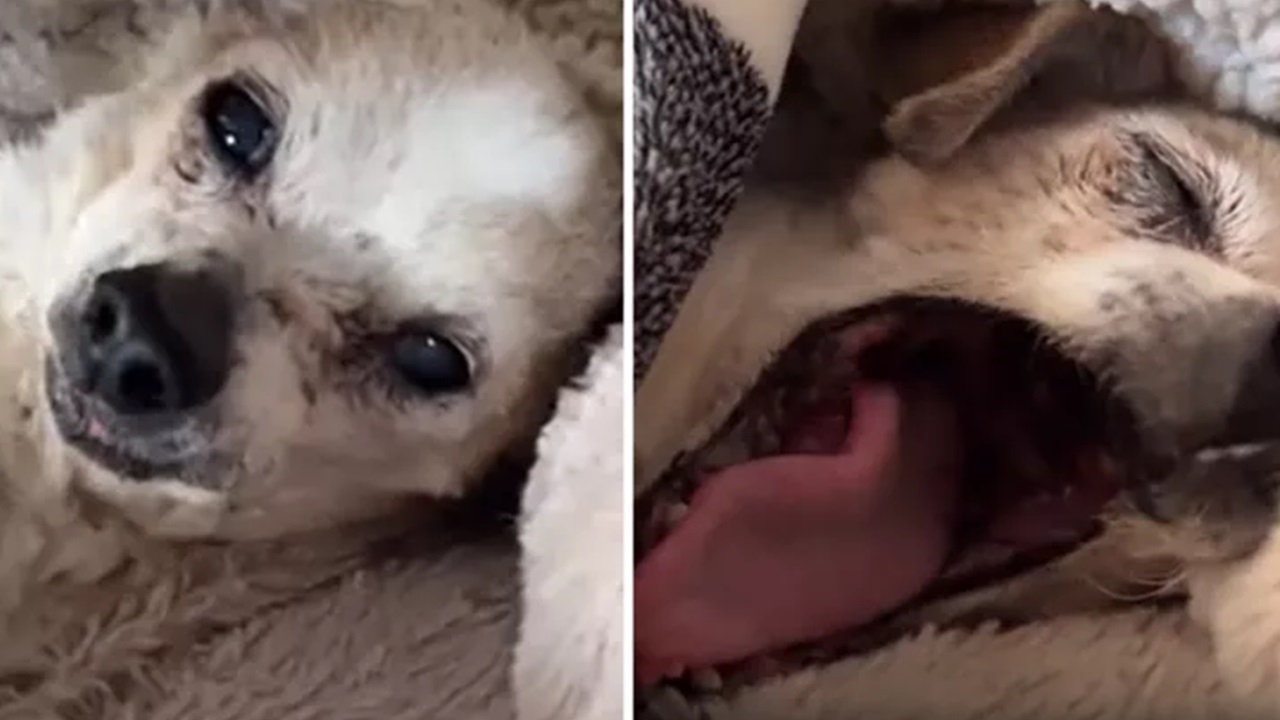 Cane anziano svegliato dal pisolino