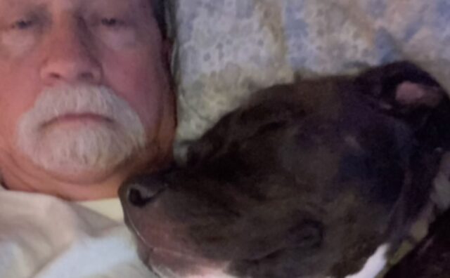 Il cane che aspetta pazientemente che il nonno vada a prenderlo per la notte insieme è pura tenerezza (VIDEO)