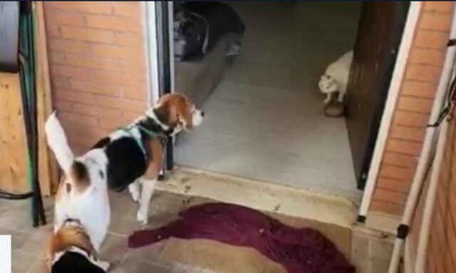 Cane Beagle abbandonato con uno straziante biglietto della famiglia: cosa c’era scritto