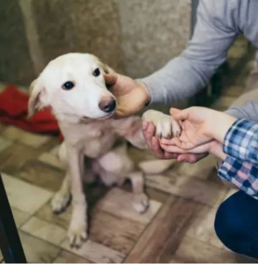 un cane bianco che da la zampa