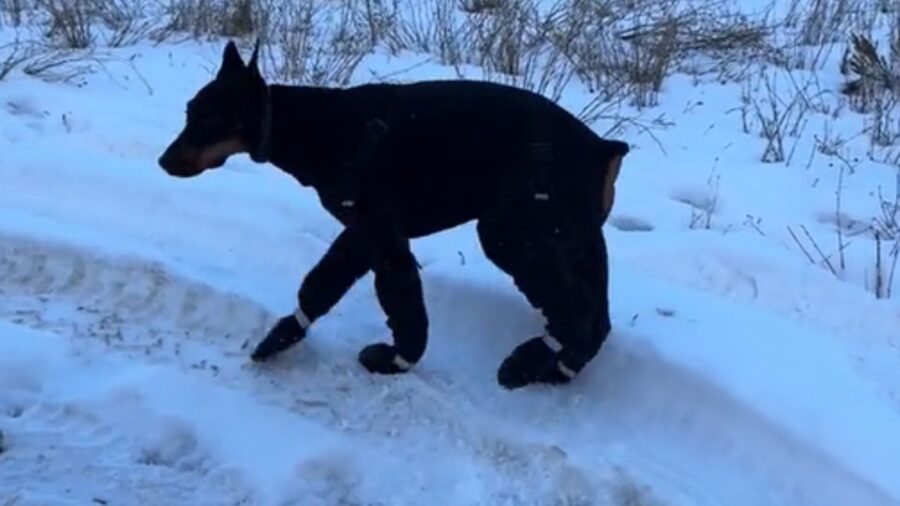 cane con attrezzatura da neve