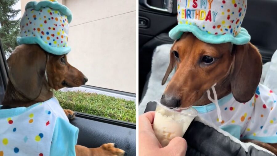 cagnolino con cappello colorato