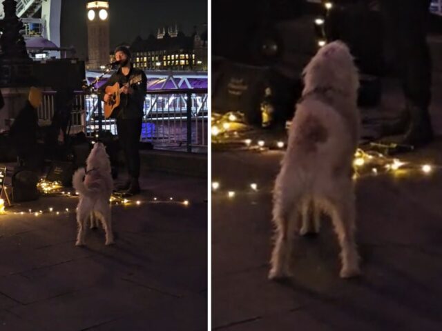 Il cane sente il papà umano che suona la chitarra e decide di “rubargli la scena”: il duetto è strepitoso