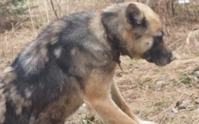 Cane con il collare incastrato nel collo riesce a sopravvivere