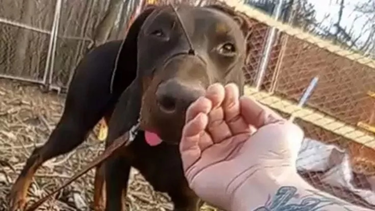 Cane con il muso bloccato