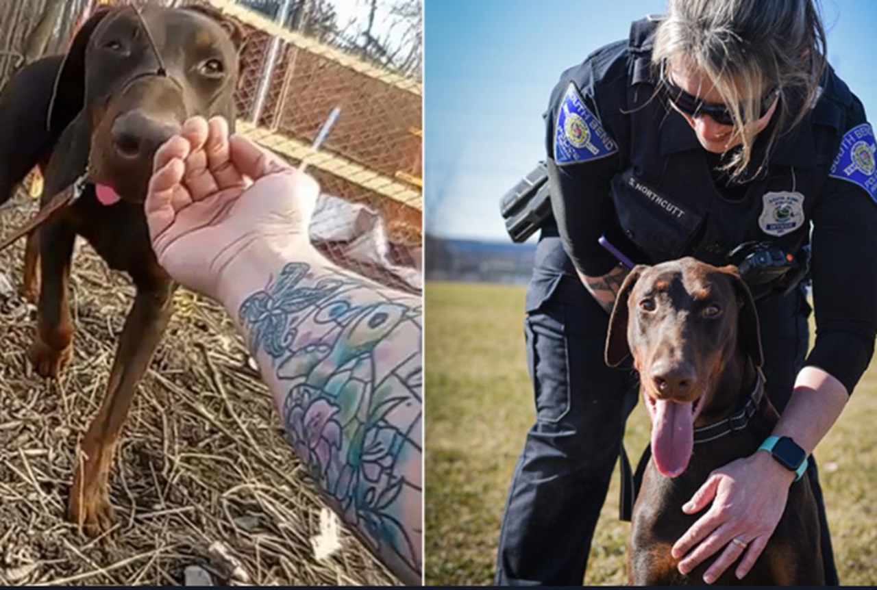 Cane scuro in difficoltà