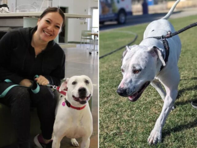 Sordo e ormai in rifugio da tempo, il cane era l’ospite più anziano ma alla fine l’adozione è arrivata anche per lui