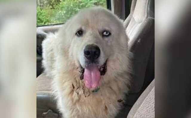 Il coraggioso cane che ha combattuto contro i coyote ha vinto un premio davvero prestigioso