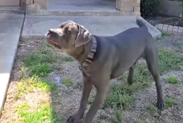 Inaspettato ma tenerissimo: questo Cane Corso si lascia colpire e bullizzare dal gattino, sopportando con pazienza