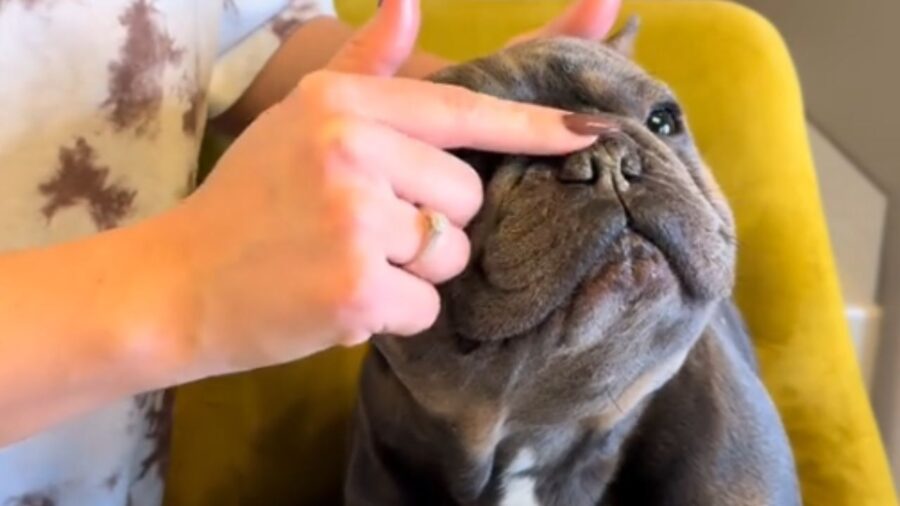 donna che tocca il naso al cagnolino