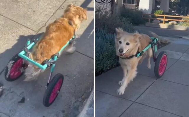 Il cane disabile vede la sedia a rotelle e capisce che è il momento di correre: la sua gioia è davvero incontenibile (VIDEO)