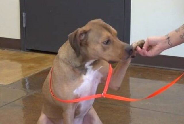 Ha donato il sangue a tutti gli altri cani, ma adesso a questo cane sta succedendo qualcosa di inatteso