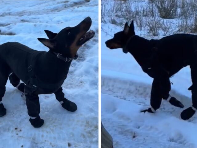 Il Doberman mette alla prova la sua attrezzatura invernale e i suoi tentativi sono a dir poco esilaranti