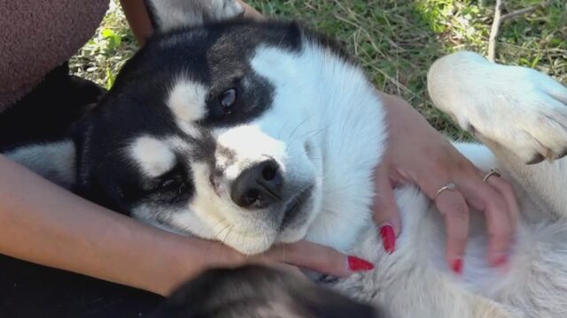 Cane ferito da un proiettile per proteggere il bambino: Falco ha salvato il suo amico umano