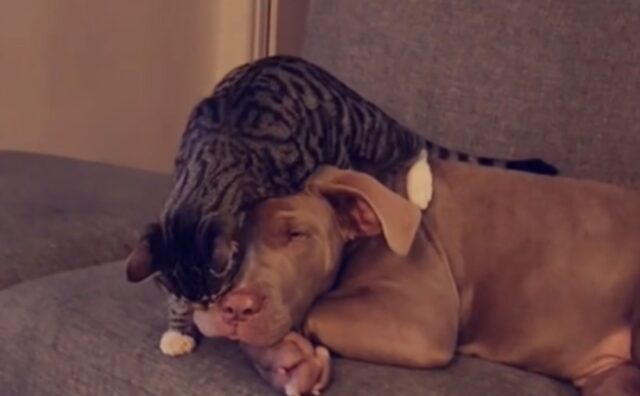 Aggressivo? Niente affatto: l’American Bully che gioca con il gatto smentisce tutti i pregiudizi sulla razza (VIDEO)