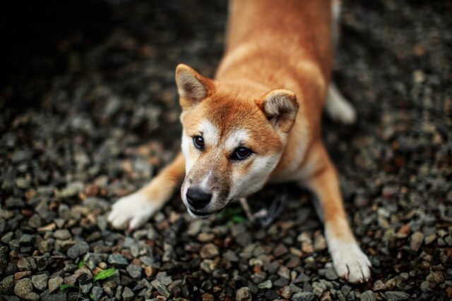 Cosa significa se il cane fa l’inchino?