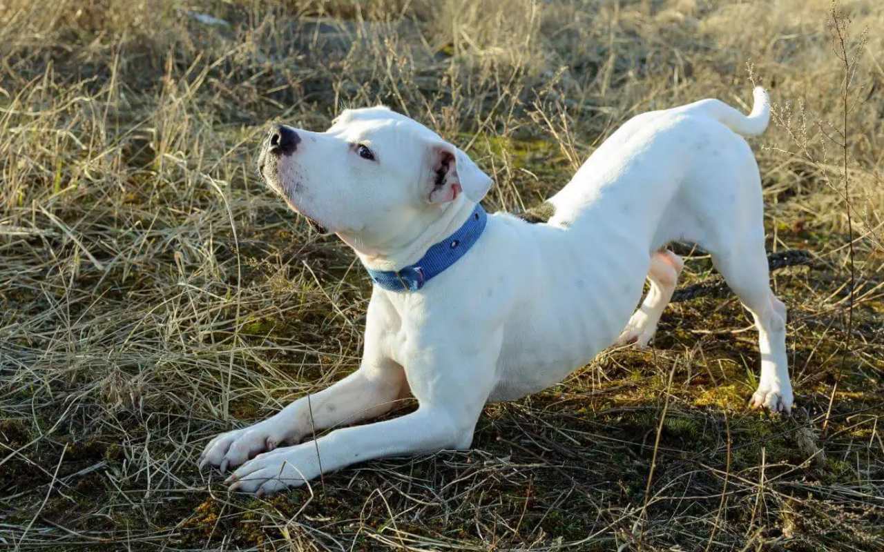 cane bianco sul prato