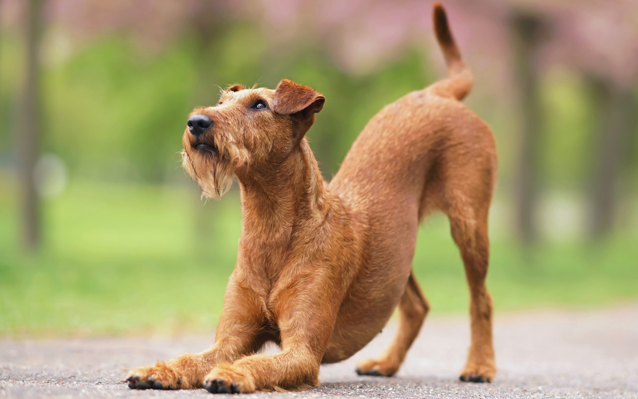 cane con il pelo marrone