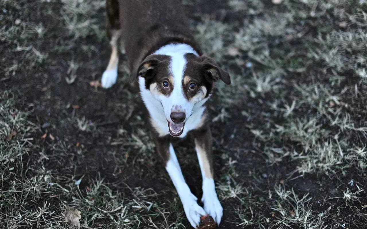 cane marrone e bianco che si piega per giocare con la pallina tra le foglie