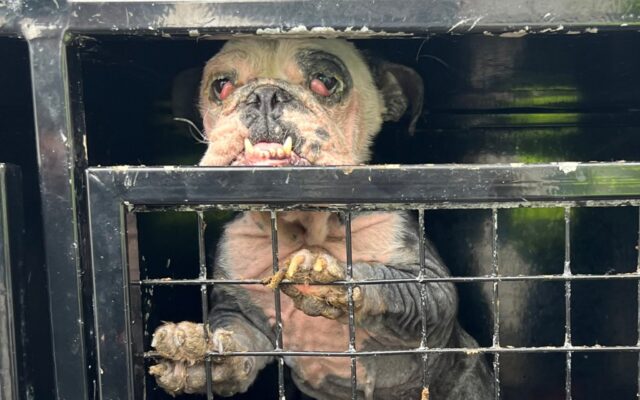 Cane lasciato in un pessimo stato di abbandono. Quasi tutta la sua pelliccia è caduta