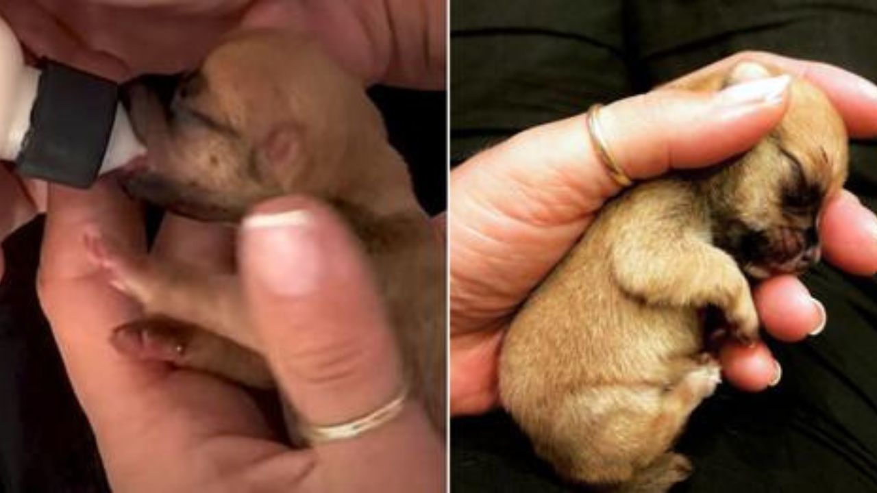 cane nato senza un orecchio