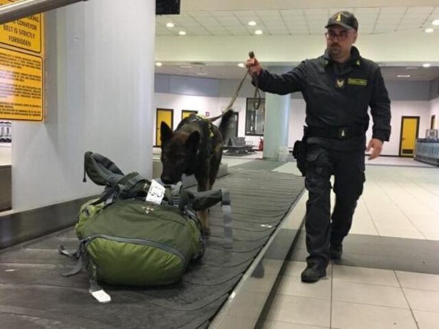 Cane poliziotto ferma all’aeroporto di Caselle quattro corrieri di banconote