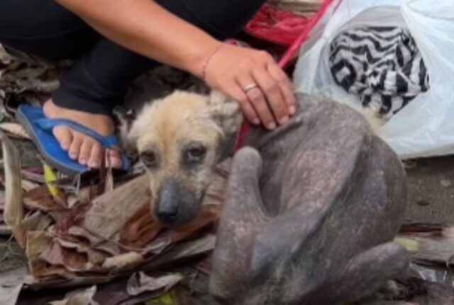 Il cane privo di peli trovato legato a una corda si trasforma nel più soffice dei coccoloni