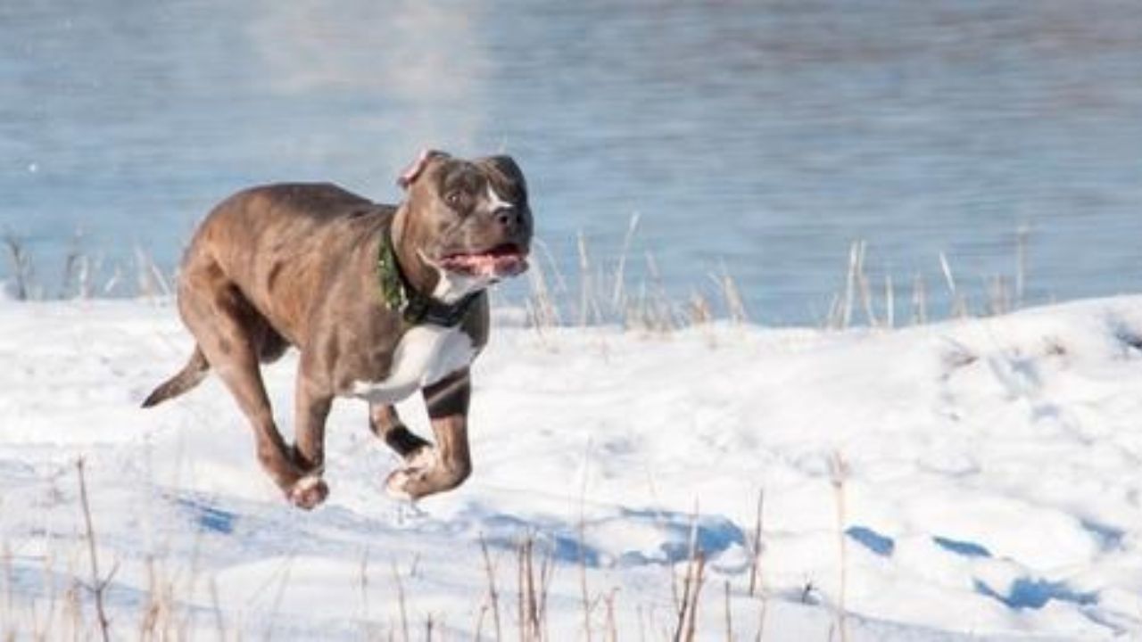 cane salva bambino da annegamento