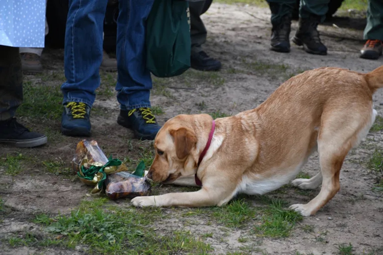 Osso per il cane