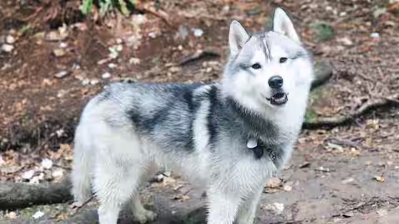 Cane di razza Husky