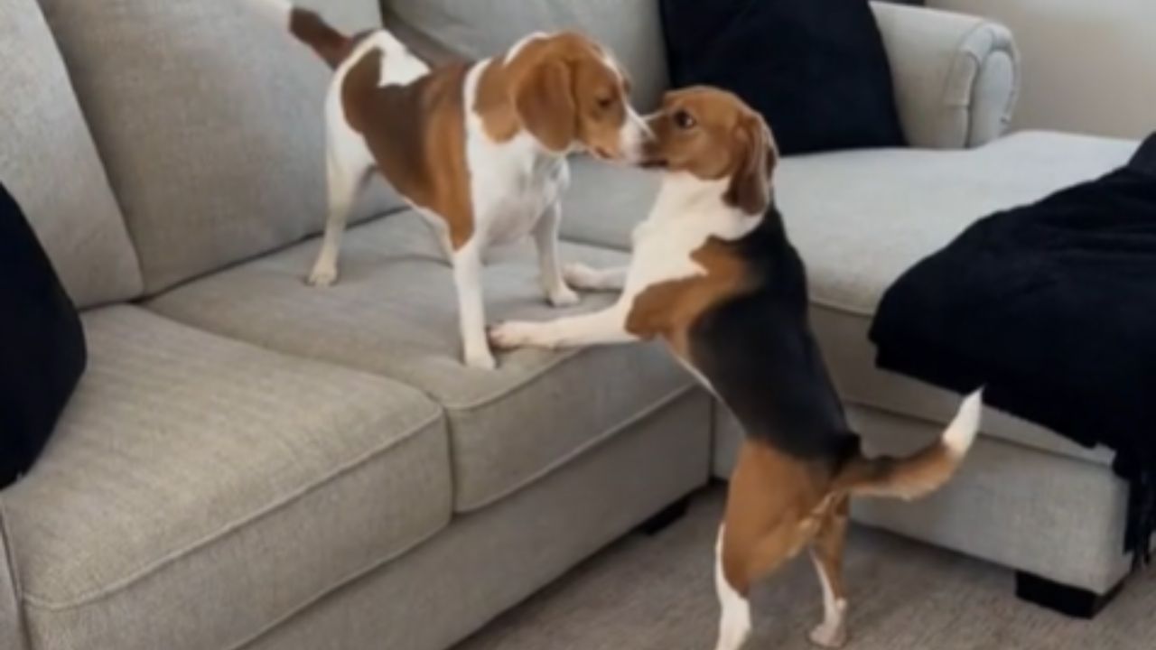 due beagle
