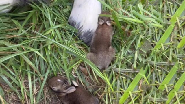 Cane Terranova crede di essere la mamma di una cucciolata di conigli