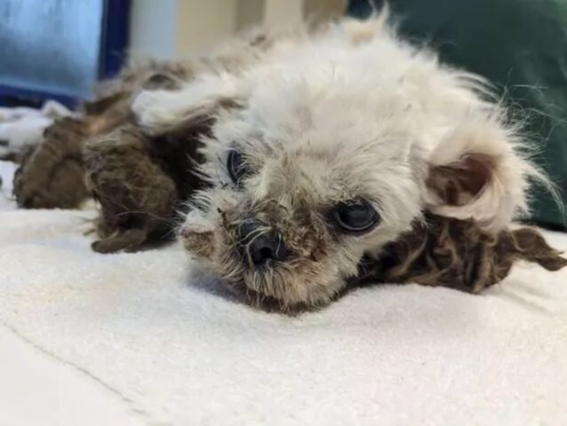 Cane trovato abbandonato nella siepe: le sue condizioni di salute erano terribili