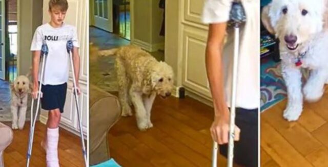 Il cane empatizza così tanto con il suo padroncino da imitarlo mentre zoppica per la gamba rotta