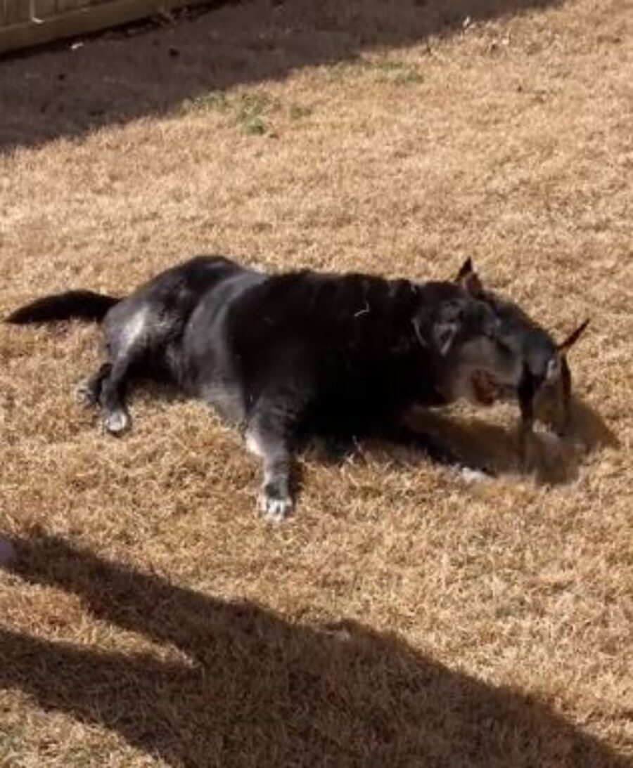 un cane anziano che gioca