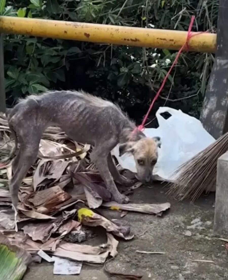 una cagnolina legata