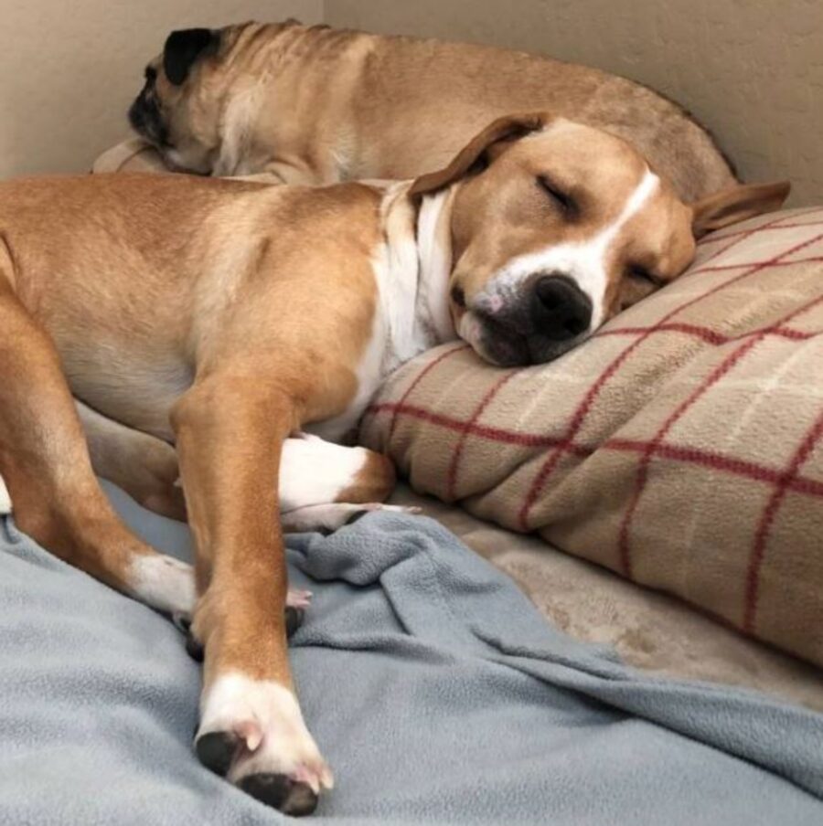 due cani che dormono