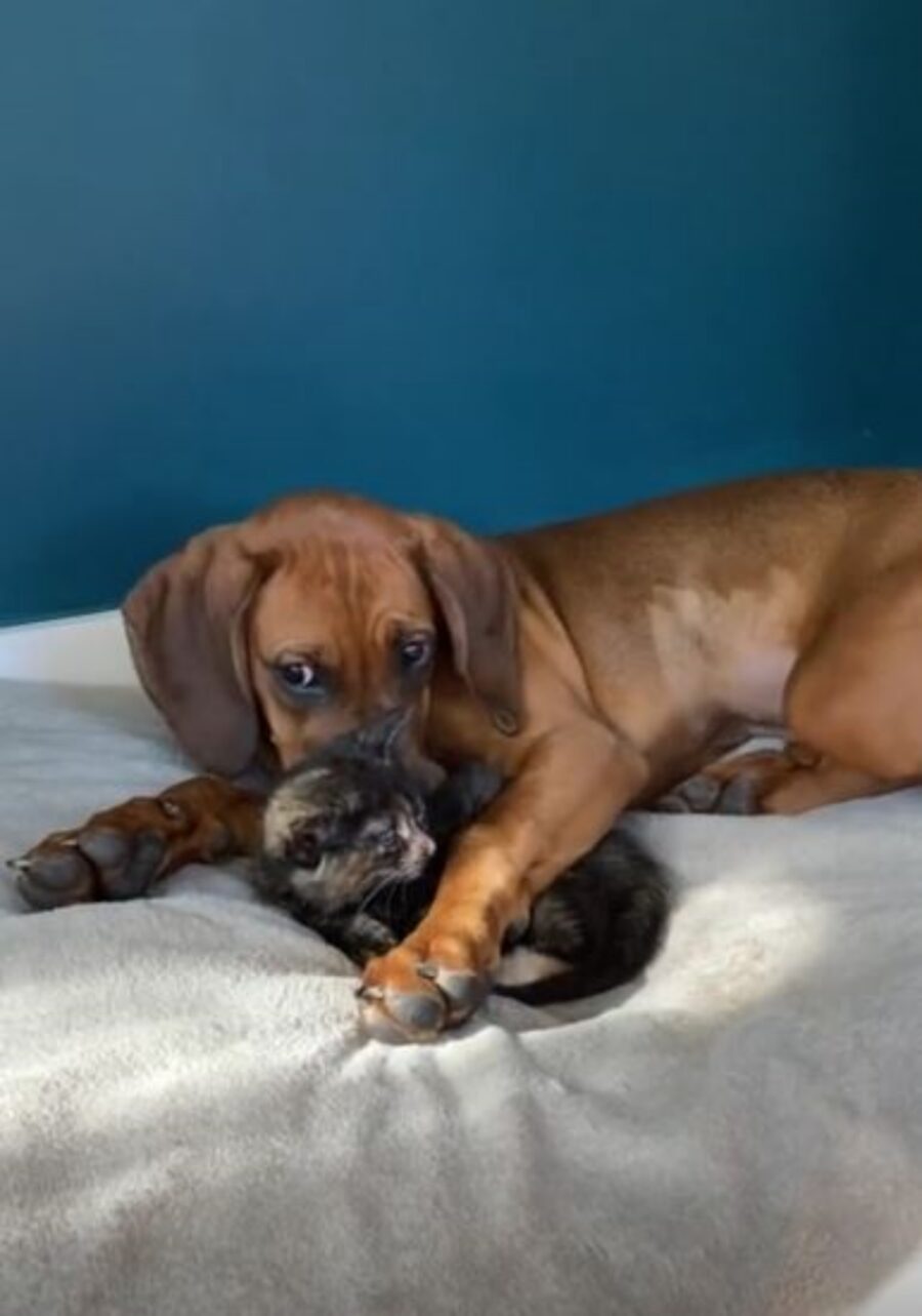 un cane e un gatto