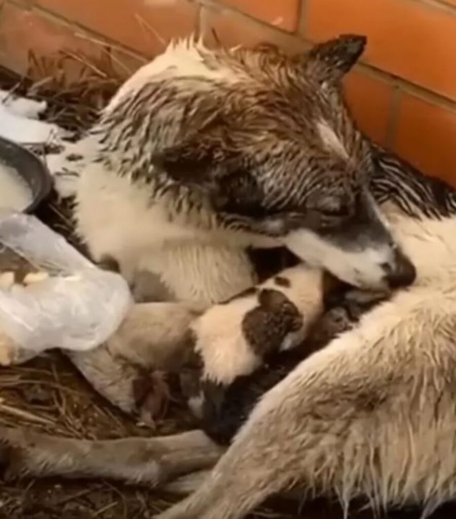 un cane al freddo con i suoi cuccioli