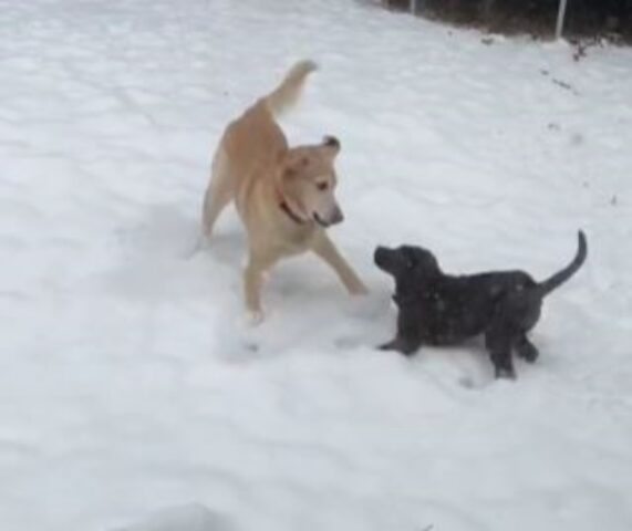 Il cane anziano si comporta di nuovo come un cucciolo quando si mette a giocare sulla neve con il suo fratellino più piccolo