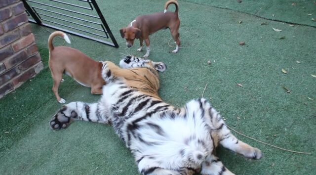 Cani aggrediscono una tigre, che reagisce in un modo straordinario