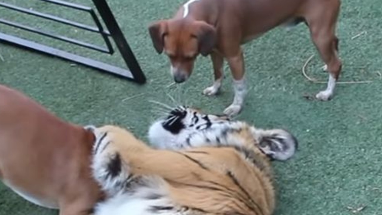 Tigre gioca con i cani