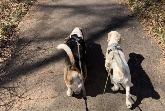 Questo cane anziano non contiene l’emozione: urla di gioia ogni volta che vede per strada il suo amico