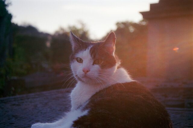 Cani e gatti sepolti nel cimitero di Lodi insieme ai proprietari, la decisione del Consiglio Comunale