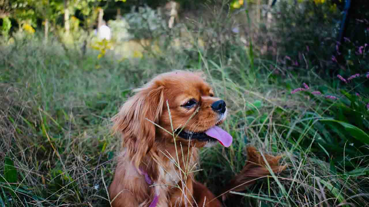 Cane nel prato