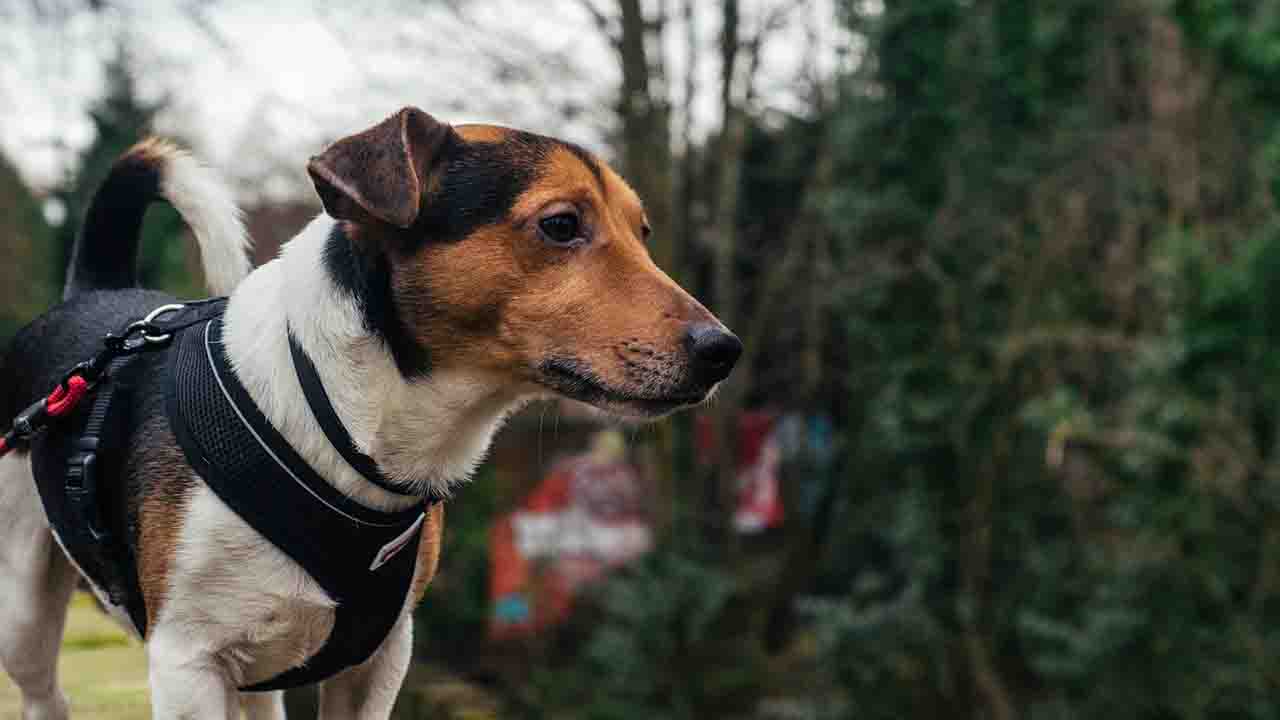 Cane al guinzaglio nel prato