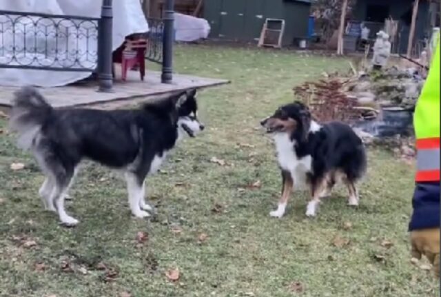 Questo Husky si innamora della ragazza della porta accanto come nelle migliori commedie romantiche ed è un vero sogno