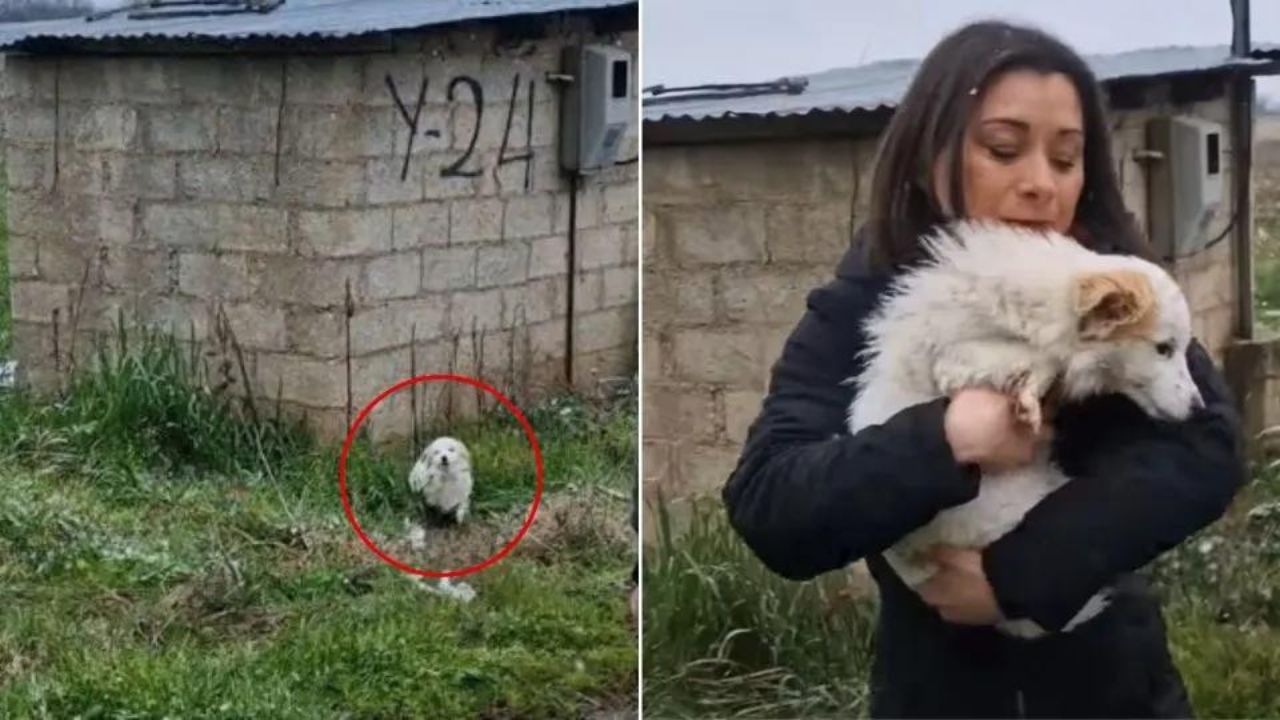 cani randagi salvati dal freddo