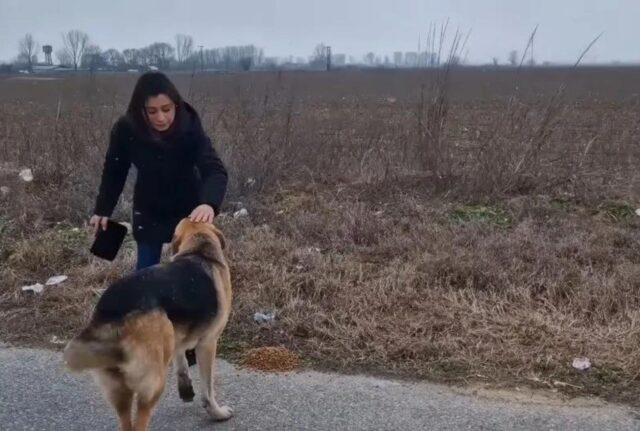 Il cane randagio lotta per sopravvivere al freddo dell’inverno, fino a quando i soccorritori non arrivano in suo aiuto